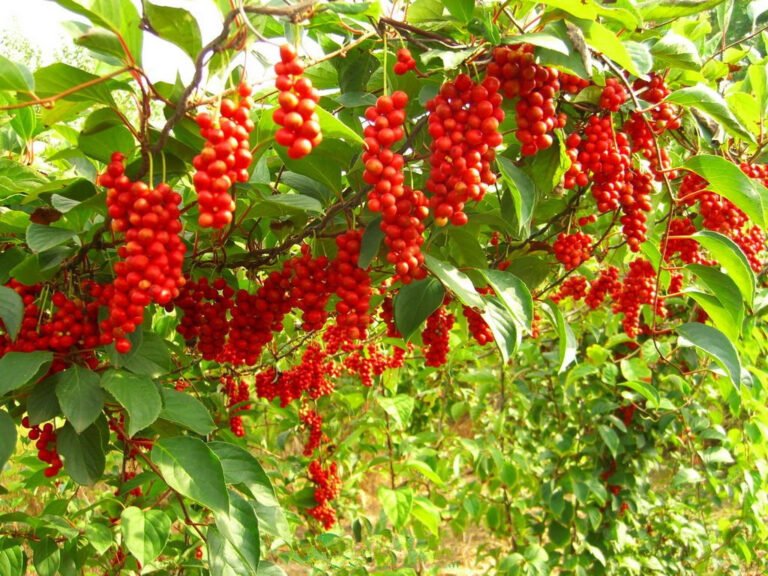 The Many Benefits of Schisandra Chinensis have many dimensions.